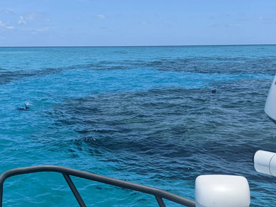 Raymarine Upgrade Offer!